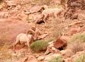 Desert Bighorn Sheep-6028.jpg